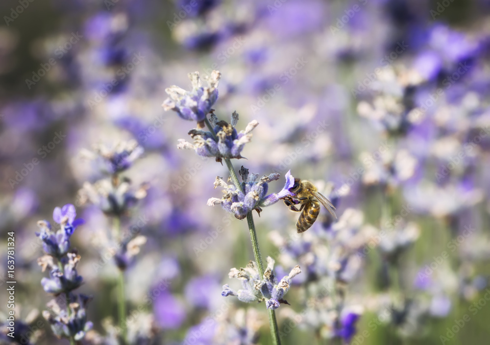 Honeybee on Lavender bushes, macro, closeup on warm sunset/sunrise.