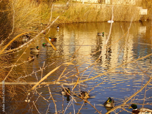 Quadro su tela La mare aux canards, Montpellier