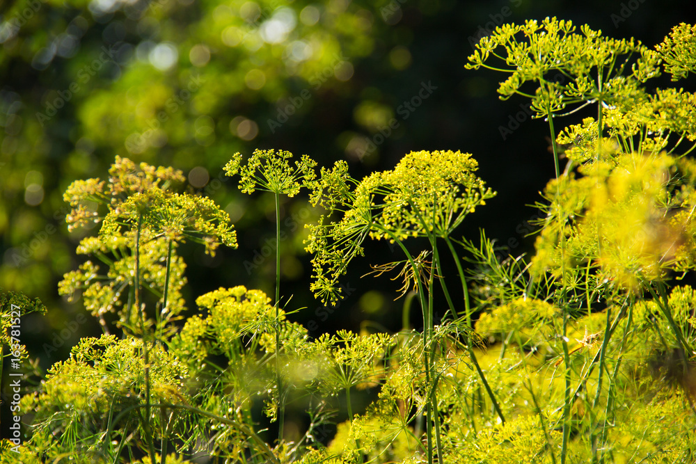 Blooming fennel in a summer garden. Blossoming dill. .Dill seeds Blooming fennel in a summer garden. Blossoming dill. .Dill seeds