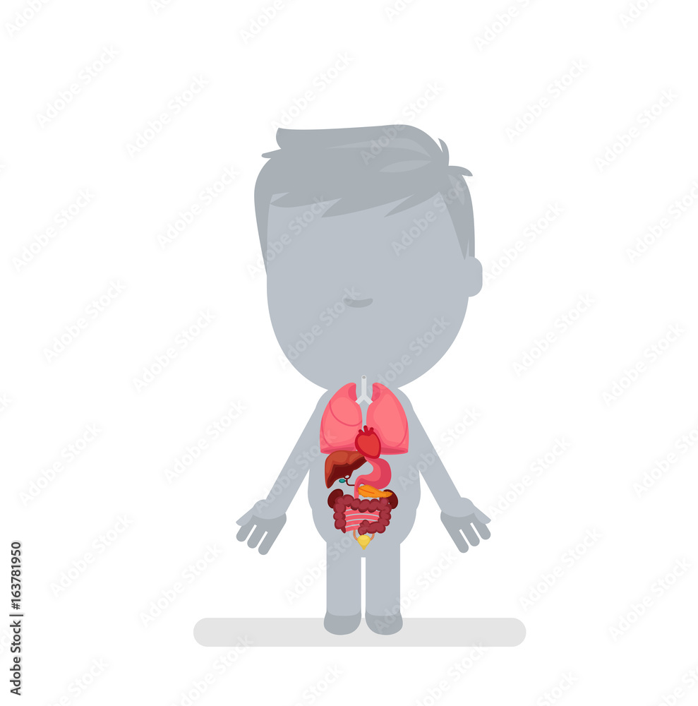 Fototapeta premium Human body anatomy vector illustration