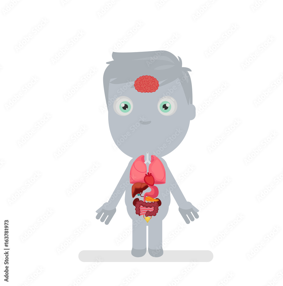 Human body anatomy vector illustration: Little brain Human body anatomy vector illustration: Little brain