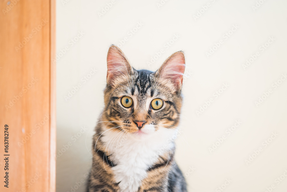 Little grey kitten looks at you Little grey kitten looks at you