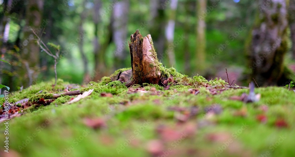 forest landscape