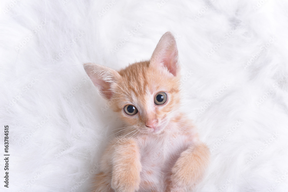 Cut little orange kitten sleep on fur white blanket bed Cut little orange kitten sleep on fur white blanket bed