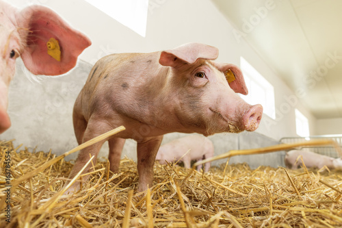 Lovely pigsty