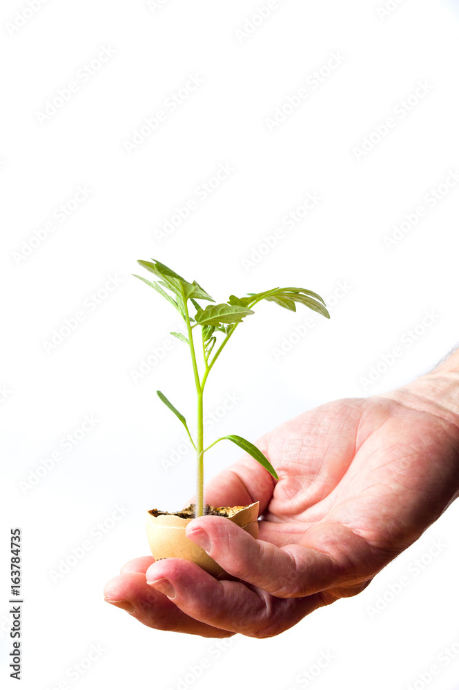 Hand holding small plant in eggshell