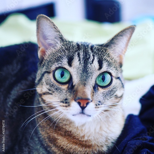Green-eyed cat