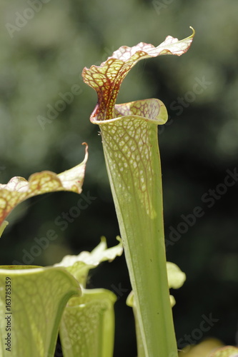 a carnivorus plant- sarracenia photo