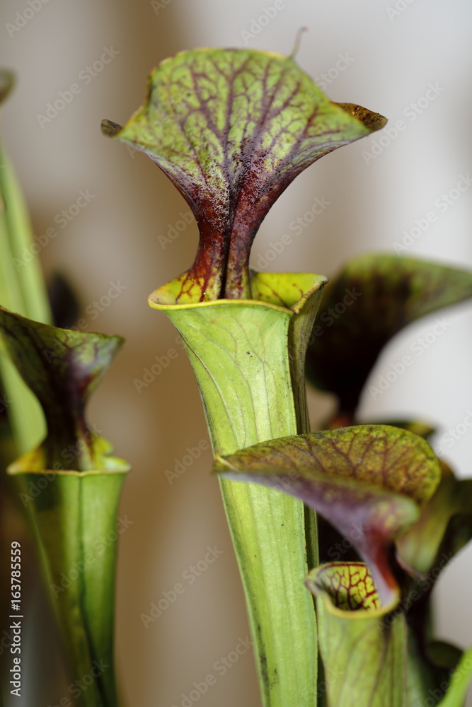 a carnivorus plant sarracena flava orlata a carnivorus plant sarracena flava orlata