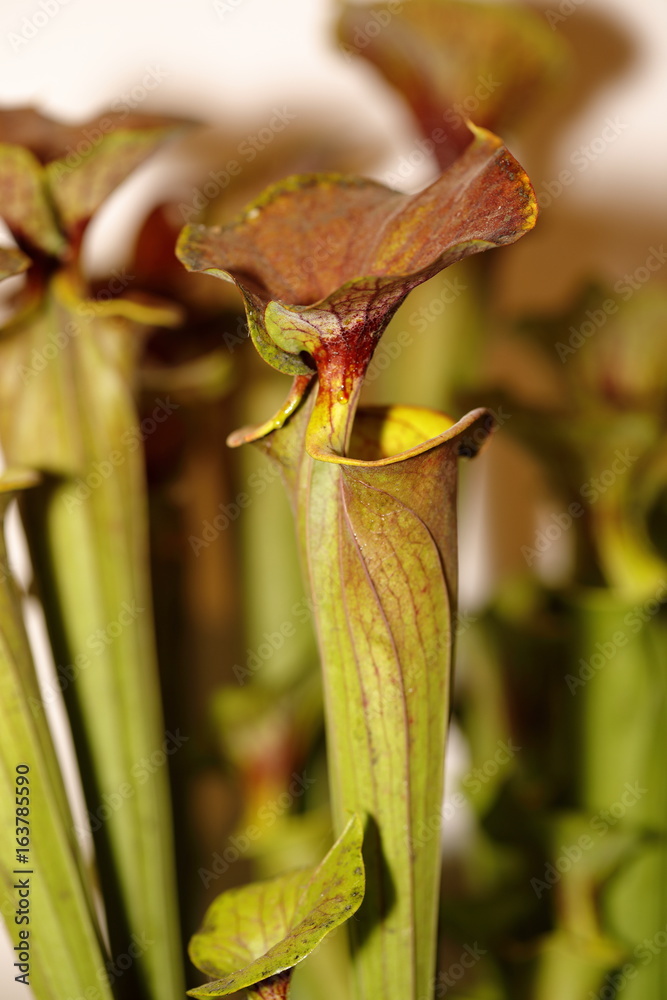 a carnivorus plant - Sarracenia rubricorpora a carnivorus plant - Sarracenia rubricorpora
