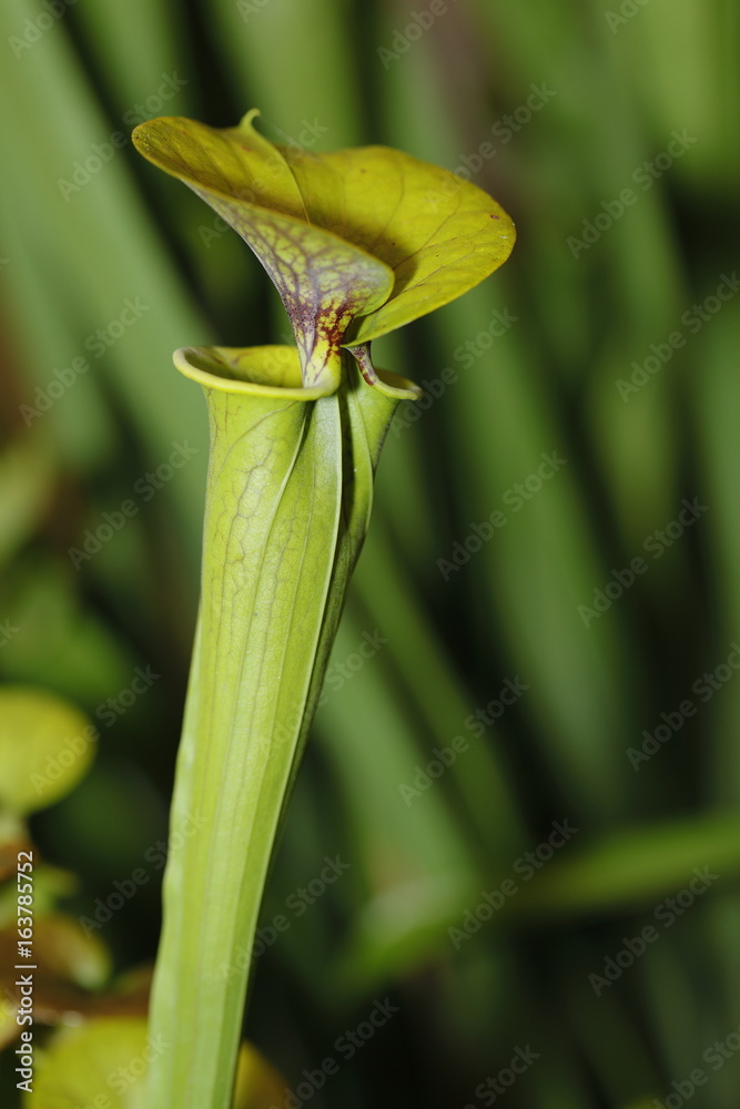 a carnivorus plant - sarracenia flava cuprea a carnivorus plant - sarracenia flava cuprea