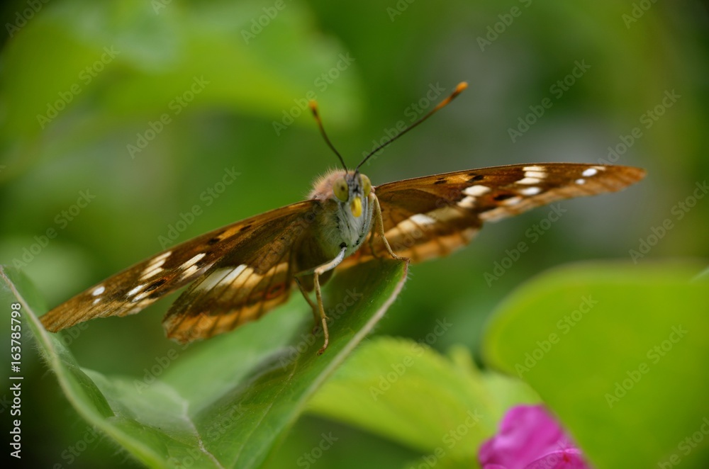 insecte papillon coléoptère envol ailes antennes feuille jardin vert macro nature insecte papillon coléoptère envol ailes antennes feuille jardin vert macro nature