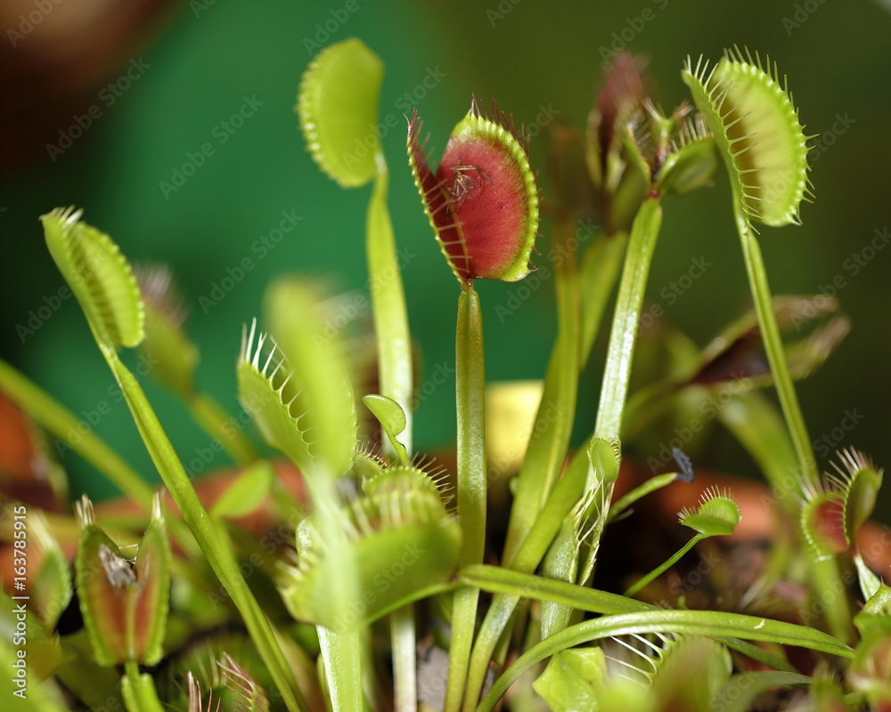 a carnivorus plant - Dionaea muscipula a carnivorus plant - Dionaea muscipula