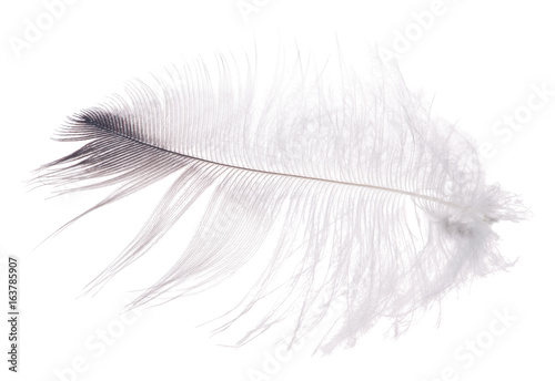 fluffy isolated light grey feather