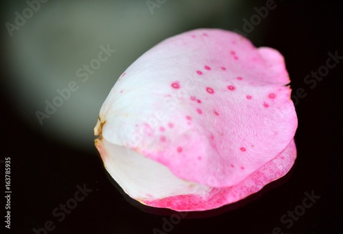 Wallpaper Mural gros plan fleur pétale rose nature flore Torontodigital.ca