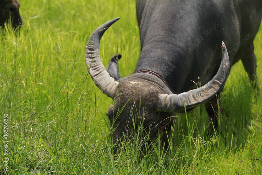 Obraz premium Buffalo is a four-foot animal that feeds on milk. Have a long time to eat grass. I like to live outdoors naturally.