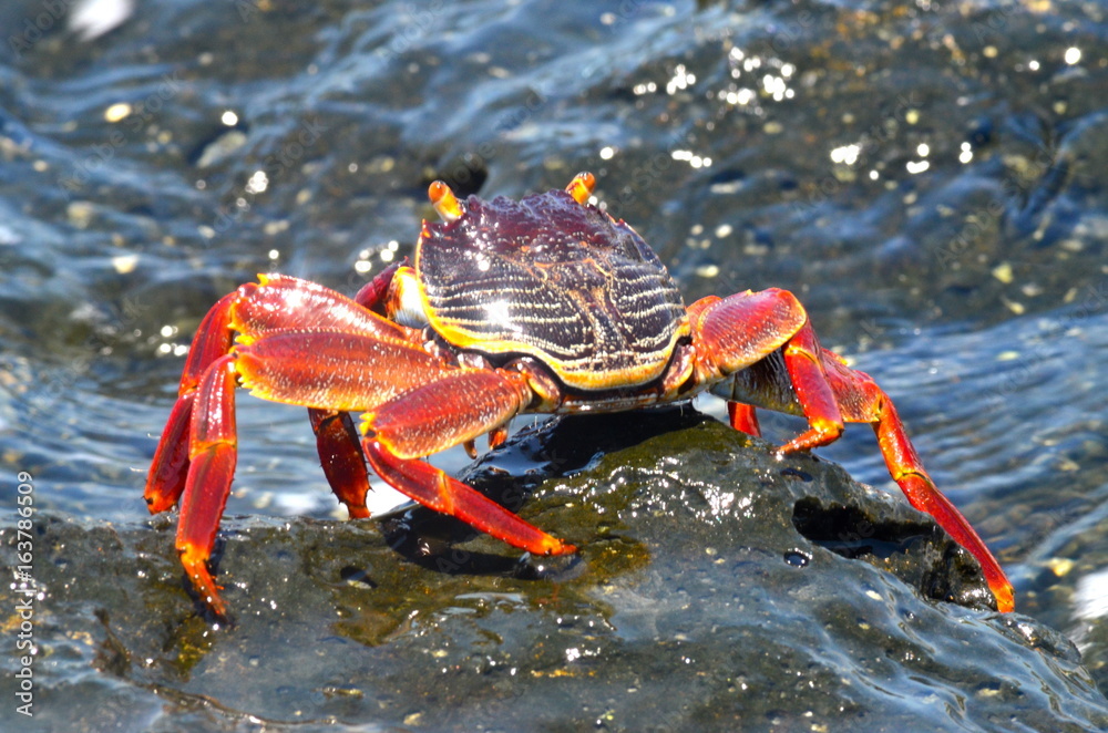 crabe rouge crustacés eau 