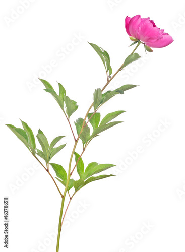 dark pink peony flower with green leaves on white