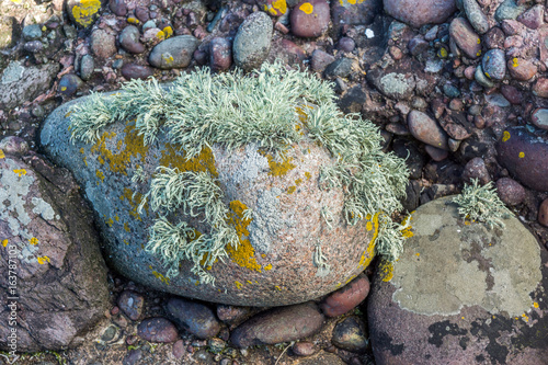 Reindeer lichen on a stone.