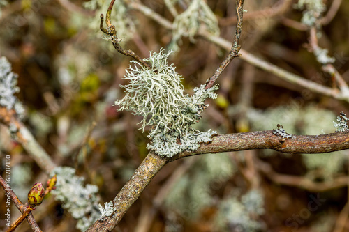 Reindeer lichen on a twig.