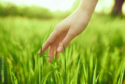 Hand, grass, field, summer, sun, light, plants, nature © SHOTPRIME STUDIO