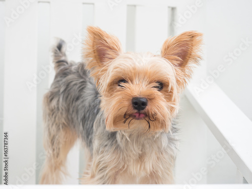 Small cute funny Yorkshire Terrier puppy dog stand on the luxury chair and looking for something.