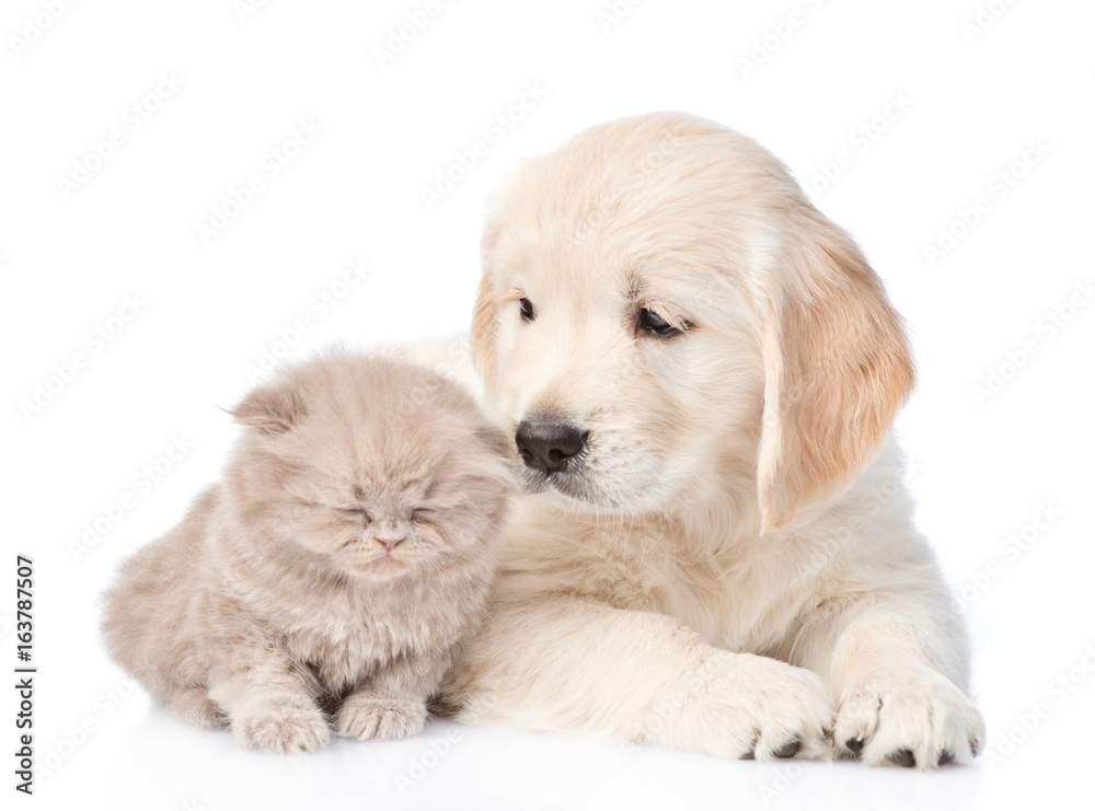 Golden retriever puppy and tiny kitten together. isolated on white background Golden retriever puppy and tiny kitten together. isolated on white background
