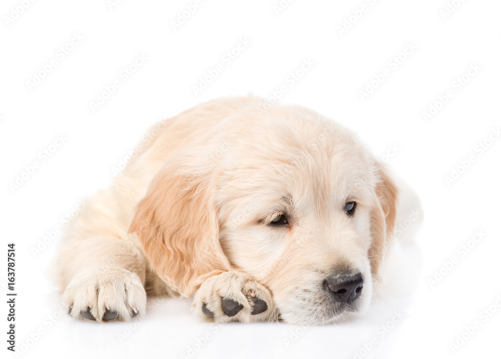 Sad Golden Retriever puppy lying in front view. isolated on white background