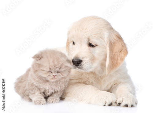 Golden retriever puppy and tiny kitten together. isolated on white background