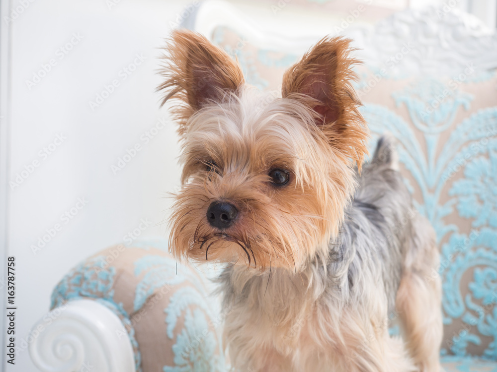 Small cute funny Yorkshire Terrier puppy dog stand on the rattan chair and looking for something.