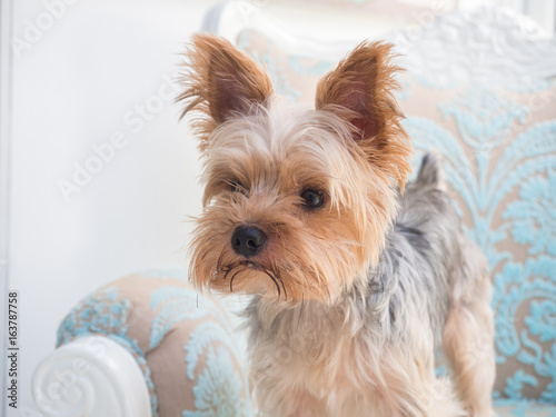 Small cute funny Yorkshire Terrier puppy dog stand on the rattan chair and looking for something. © anon