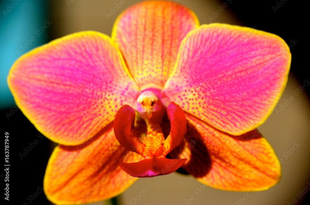 fleur orchidée macro plante flore nature orange rose pistil coeur Stock  Photo | Adobe Stock