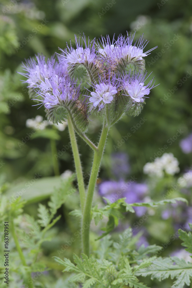 Fototapeta premium Bartblumen Blüten (Caryopteris)
