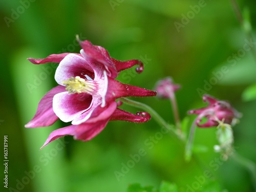 fleur macro nature jardin flore pétale rose pistil vert plante  été 