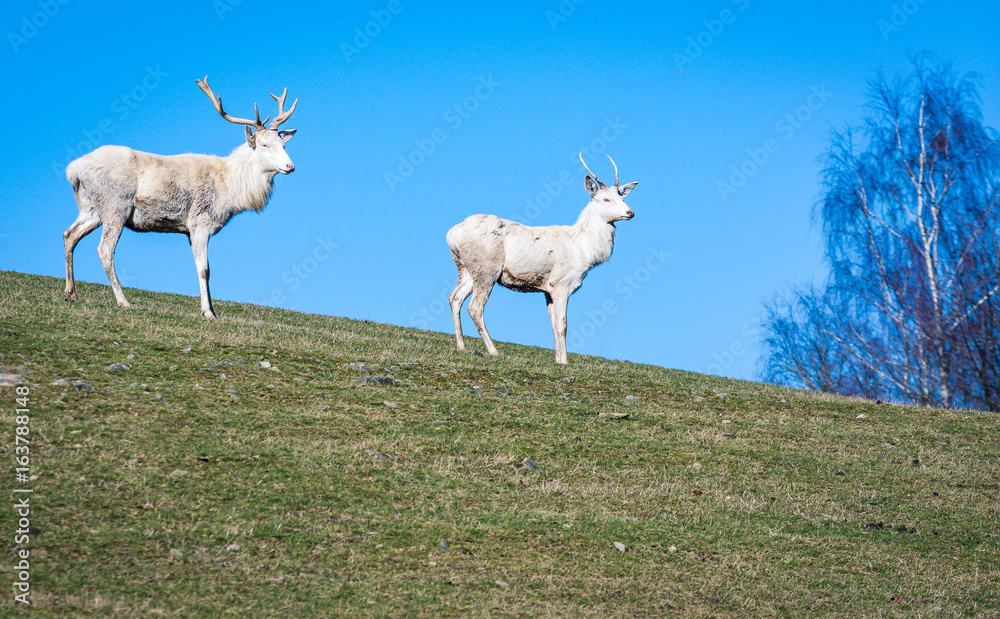 Obraz premium Two white deer looking