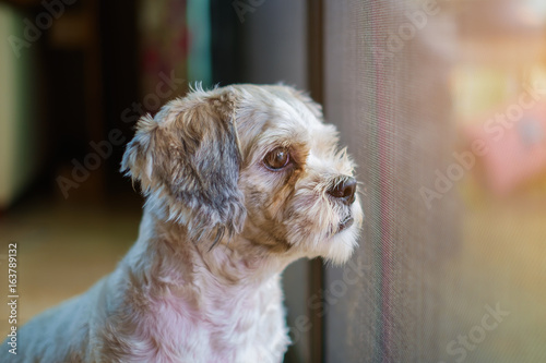 Short hair white shih-Tzu d...