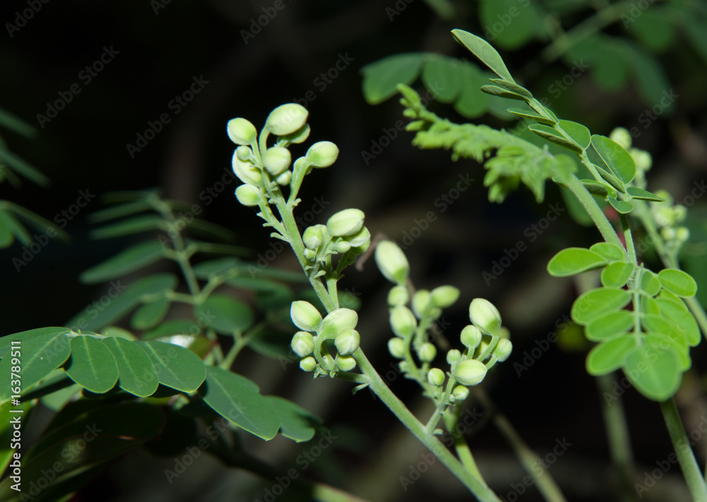 Moringa oleifera - a nutritious vegetable. Moringa oleifera - a nutritious vegetable.