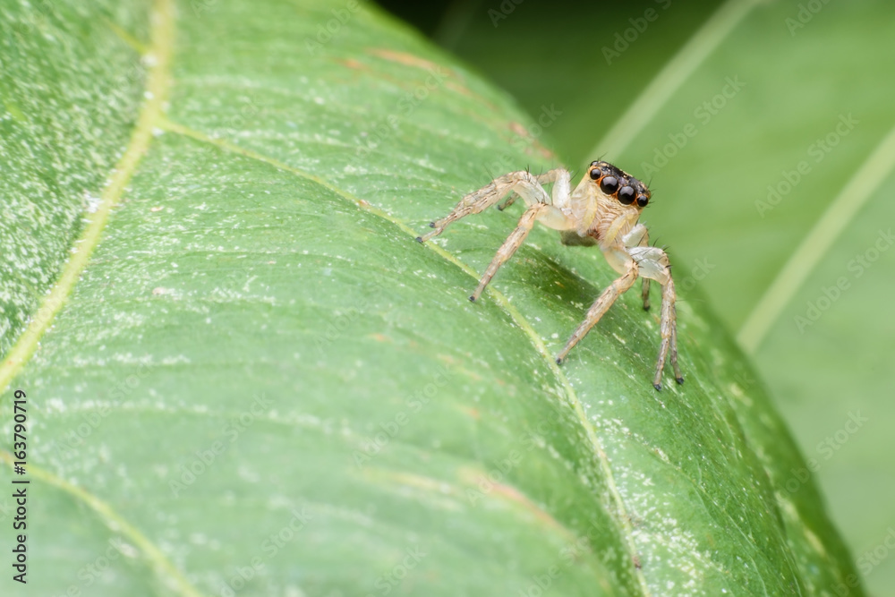 Close up Jumping spider on green leaf Close up Jumping spider on green leaf