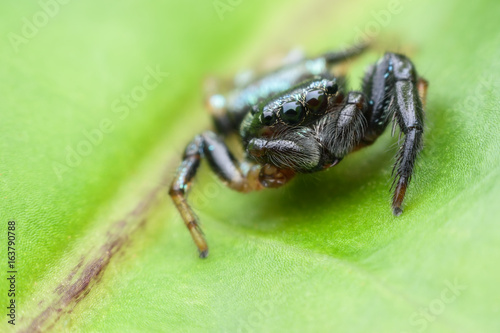 Super macro Jumping spider on green leaf