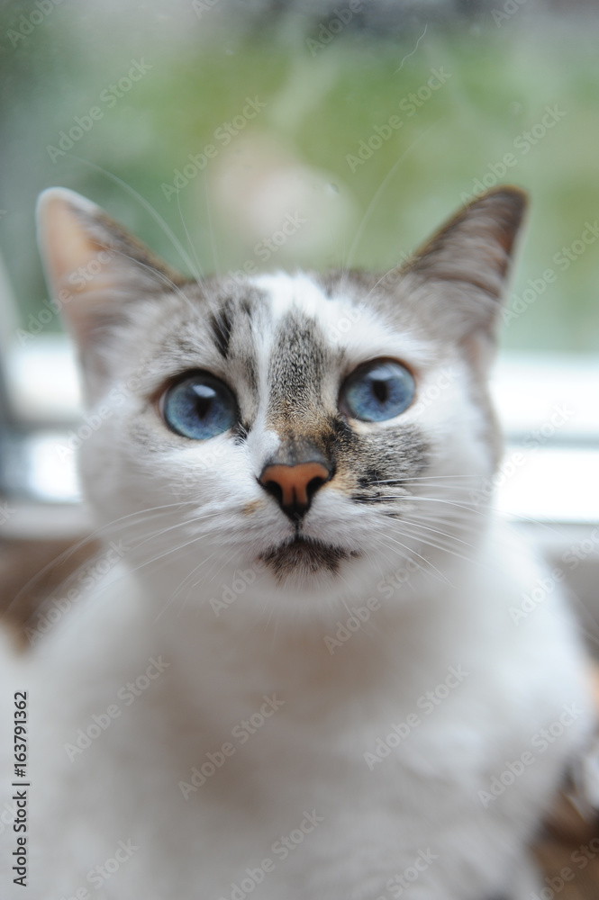 Large portrait of a white cute fluffy blue-eyed cat. Window in the background