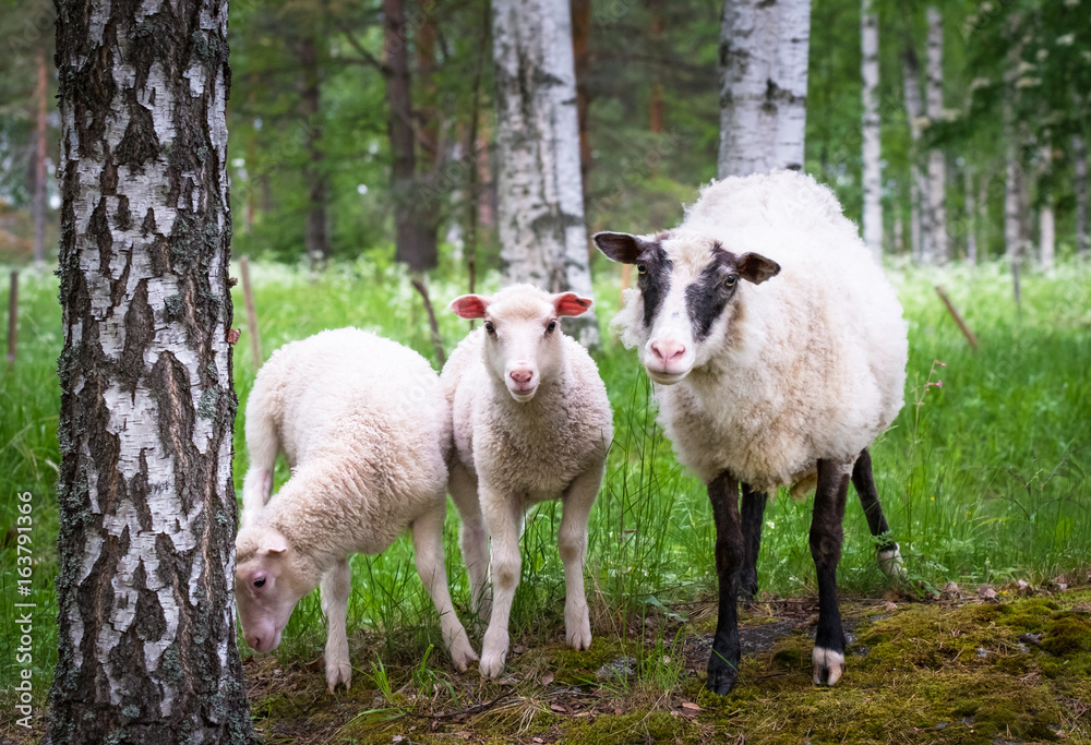 Obraz premium Mother sheep an two lambs looking at curious in meadow Finland
