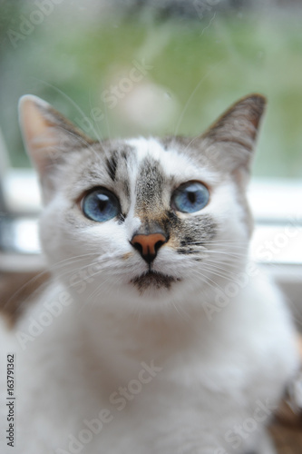 Large portrait of a white cute fluffy blue-eyed cat. Window in the background