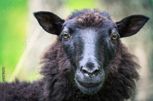 фотографія Black sheep looking curios at close-up photo