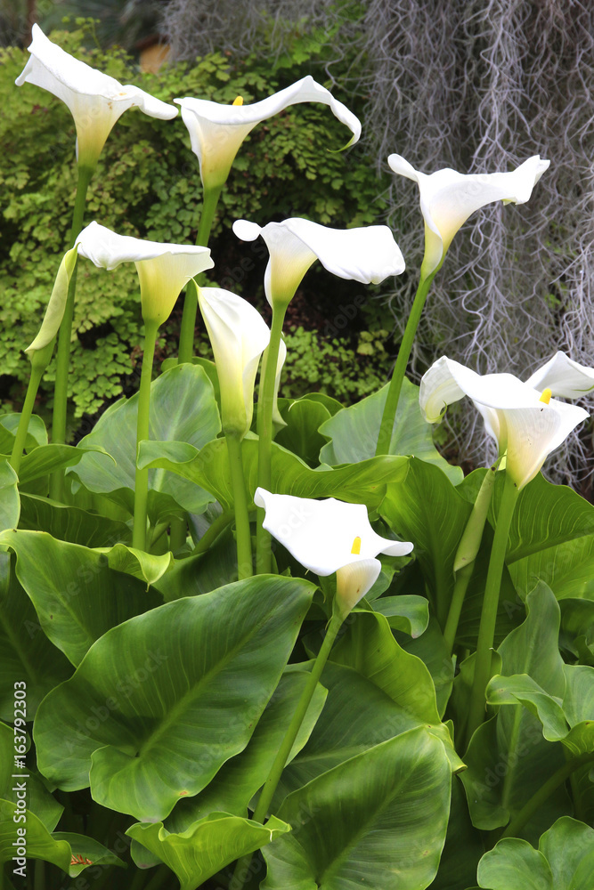 Weiße Calla mit vielen weißen Blüten (Zantedeschia) Stock Photo | Adobe  Stock