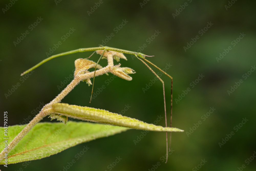 Image of a siam giant stick insect on nature background. Insect Animal Image of a siam giant stick insect on nature background. Insect Animal
