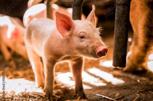 Portrait of little pig in pen photo