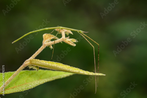 Image of a siam giant stick insect on nature background. Insect Animal
