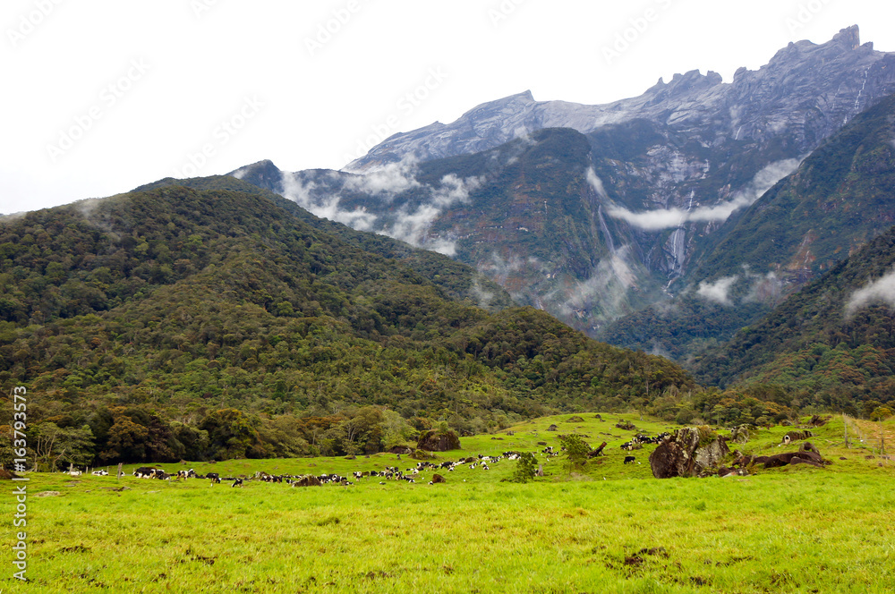 View of dairy farm and Mount Kinabalu as background in Kundasang village, Sabah, Malaysia View of dairy farm and Mount Kinabalu as background in Kundasang village, Sabah, Malaysia