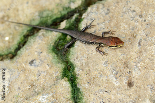 Image of a common garden skink (Scincidae) on the floor. Reptile Animal