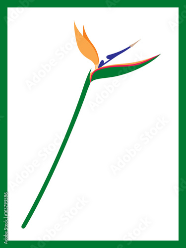 flower like bird strelitzia